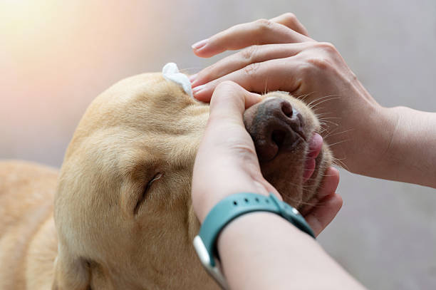 istock Healing dog eye conjunctivitis 2230111797