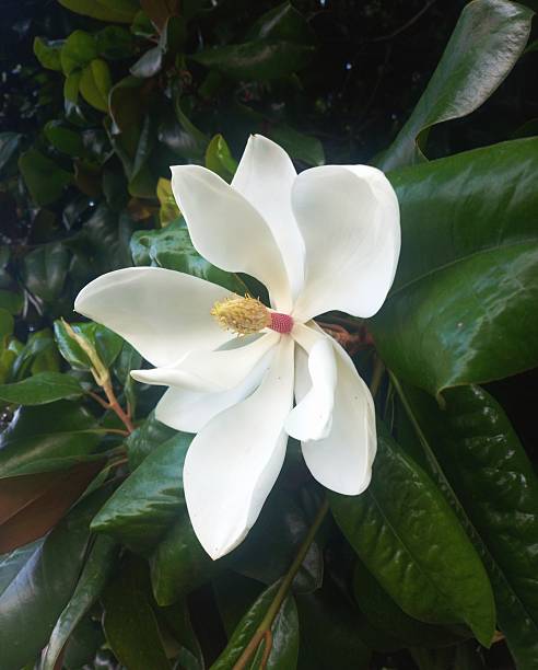 istock White magnolias blossom in summer 2230112063