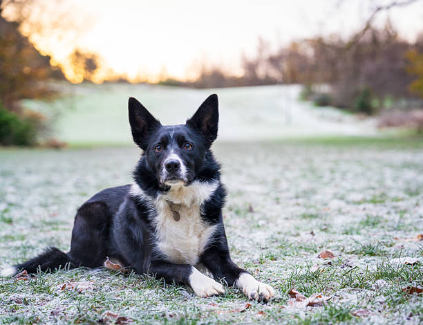 A border collie lying down on heavily frosted grass during a morning walk in the park in November.