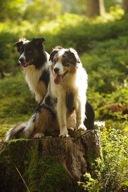 istock Two dogs are sitting on a log in a forest 2230112979