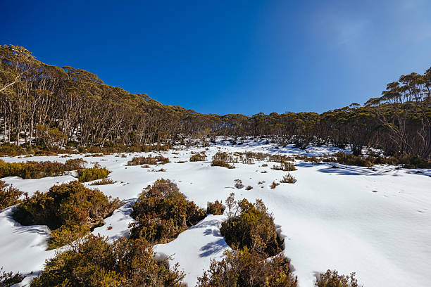 istock Mt St Gwinear in Baw Baw Australia 2230113519