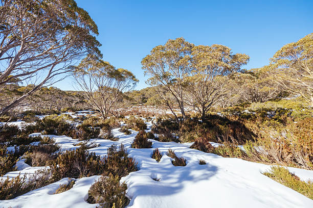 istock Mt St Gwinear in Baw Baw Australia 2230113522