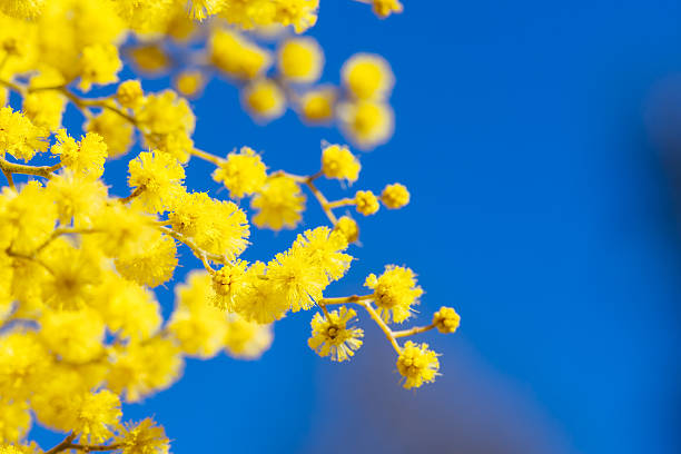 Blossoming of Mimosa tree (Acacia Pycnantha), otherwise known as Golden Wattle on a warm late winter's day in Yellingbo near Melbourne, Victoria, Australia