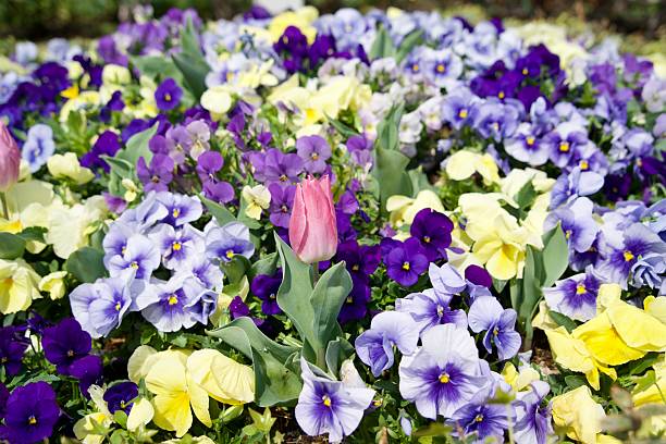 Spring flowers in flowerbed