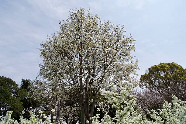 istock Landscape of trees with white flowers 2230114953