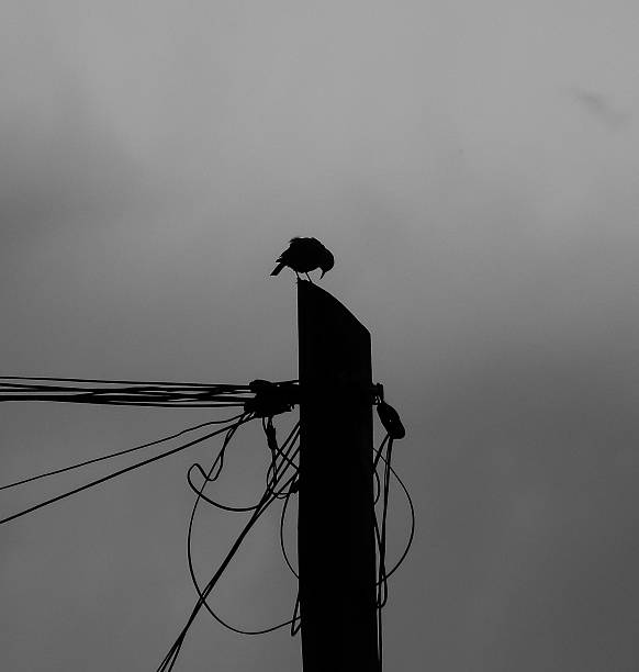 istock Silhouette of a bird in black and white 2230115527