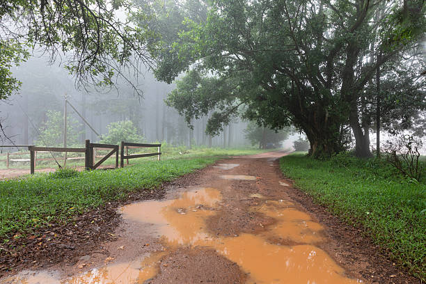 Dirt road through a misty forest on a cold autumn morning