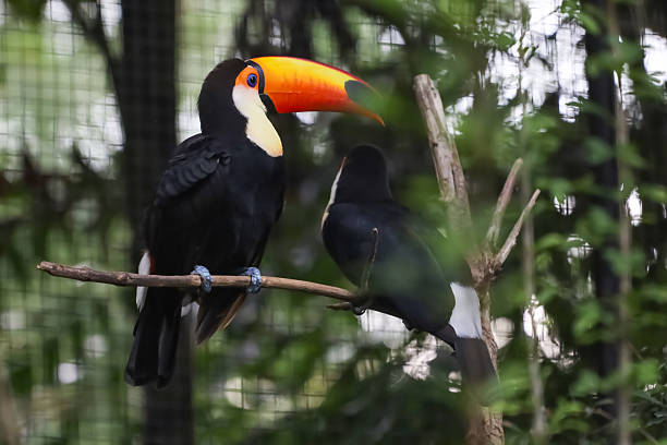 istock The toco toucan bird on the wood tree 2230116168