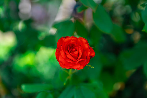 Vibrant red rose in full bloom with lush green leaves, captured outdoors in natural sunlight, ideal for romance, nature, or floral designs.