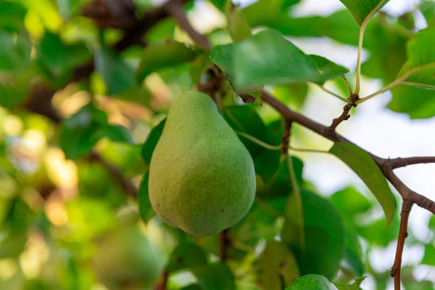 istock Close-up of a fresh green pear hanging 2230116799
