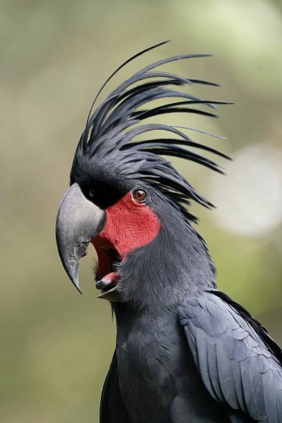 istock Palm Cockatoo opens its mouth 2230118121