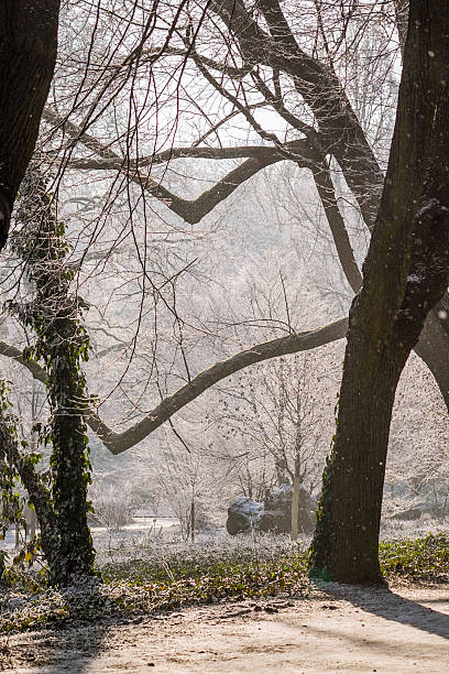 istock Cold but sunny winter morning at the park 2230120029