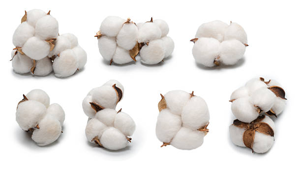 istock Cotton flower branch isolated on white background. 2230121451