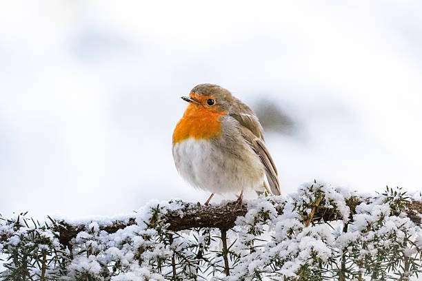istock Side view of European robin on white background 2230121614