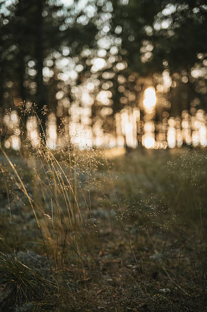 istock Golden meadow grass with bokeh sunlight filtering through forest trees 2230121624