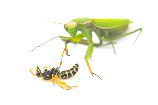istock Praying mantis interacting with a yellow and black wasp on a white background 2230121809