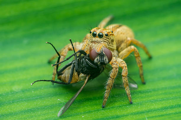 istock Jumping spider eating a fly on a green leaf 2230122136