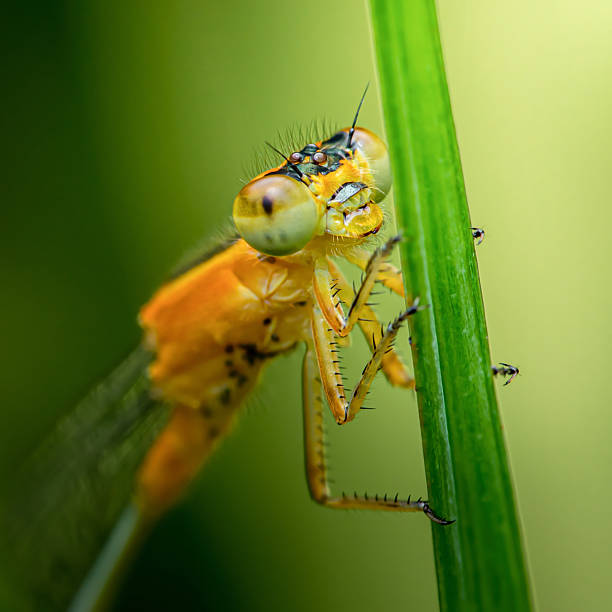 istock Orange damselfly perching on green grass stem 2230122254