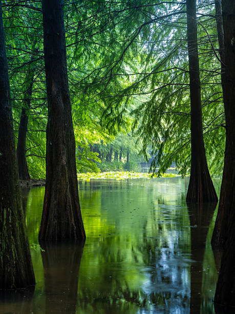 istock Metasequoia glyptostroboides wood 2230122407