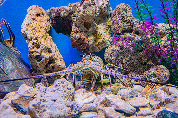 Caribbean spiny lobster (Panulirus argus).