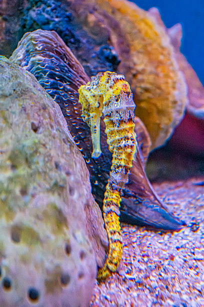 Seahorse in the water at a night dive. Incredible colors. Surreal. The sea horse is like a chameleon but in the sea, it blends in with the environment and can change color when it needs.
