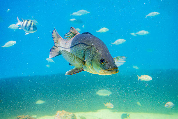 istock Underwater Scene at Santa Marta Aquarium 2230122882