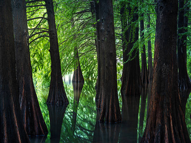istock Metasequoia glyptostroboides wood 2230123568