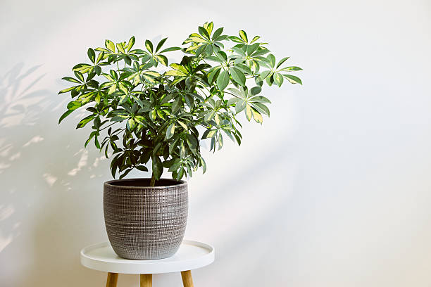 istock Schefflera  plant on table against white wall. 2230124239
