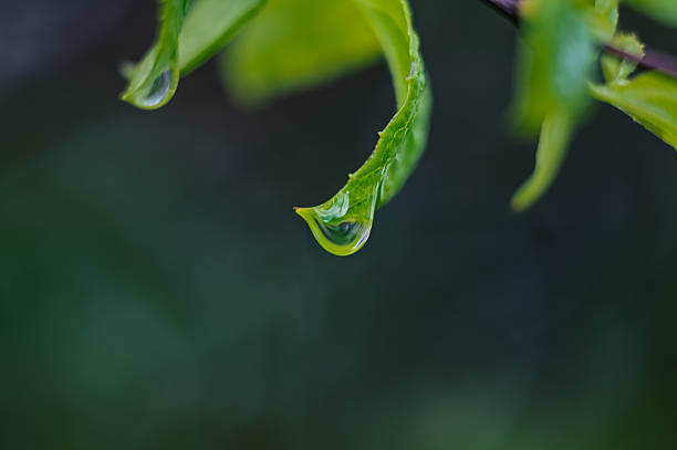 Image of the rainy season
