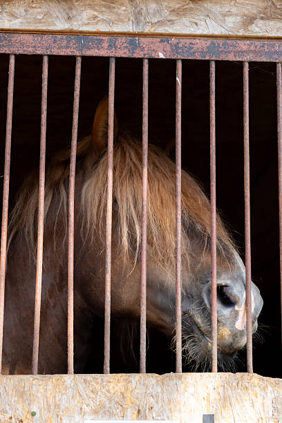 istock brown horse with long bangs on his muzzle stands behind the bars in the stable. 2230130355