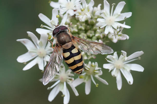 istock Dorsal closeup on a Hairy-flapped hoverfly, hoverfly, Syrphus ribesii on a white flower 2230131541