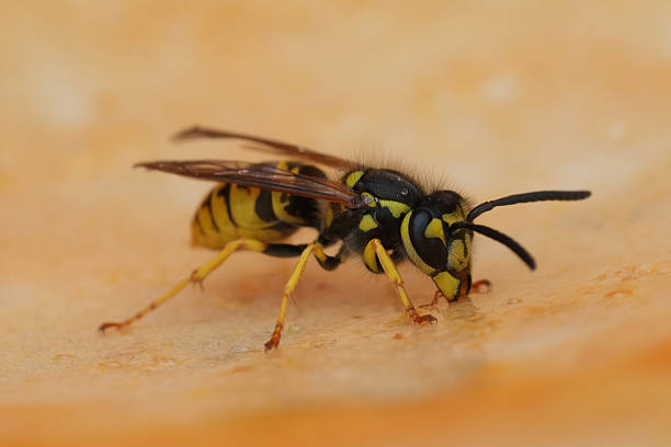 Wasp on dyer camomille.Please see more wasp pictures of my Portfolio.Thank you!