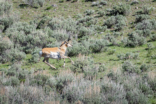 A pronghorn antelope sprints across the green fields of Lamar Valley in Yellowstone National Park. The scene showcases vibrant springtime vegetation, highlighting the natural beauty and wildlife of this tranquil area.