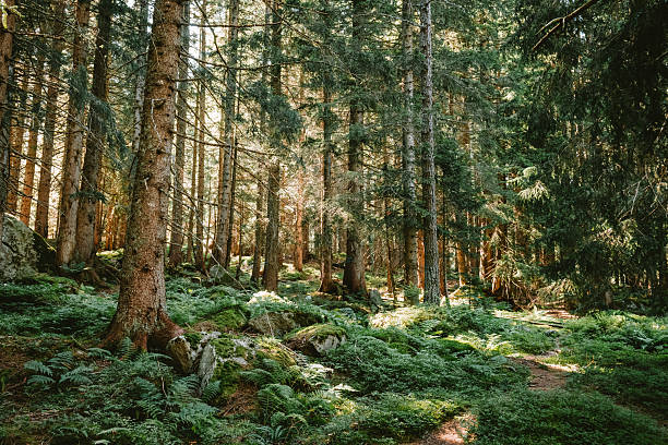 istock Green mountain forest scene. Tall pine tree trunks, lush green vegetation, summer evening light, backlit trees,  no people. 2230131909