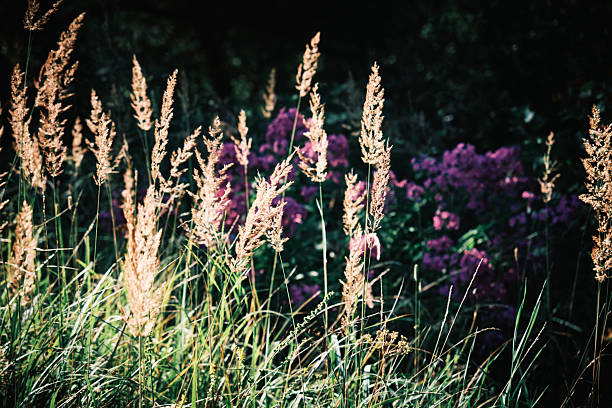 meadow with blooming violet high grasses and unfocused lights, wild grasses - textured close up, nature pattern
