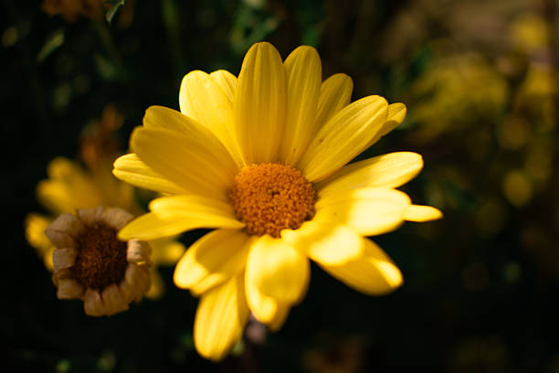 Bright yellow daisies (Bellis perennis) with vibrant petals and central discs are bathed in sunlight. Some blossoms appear fresh, while others show signs of wilting. The daisies are set against a green, leafy background, with a few stems and dried flowers, suggesting the transition from summer to autumn. The interplay of light and shadow enhances the textured petals, creating a lively yet gentle scene in nature.