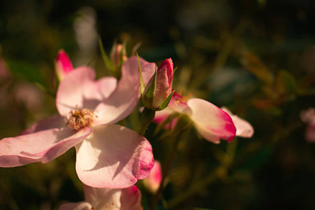 Pink rose in full bloom with golden stamens, set against a dark blurred background—vivid petals and soft greenery create elegant floral beauty