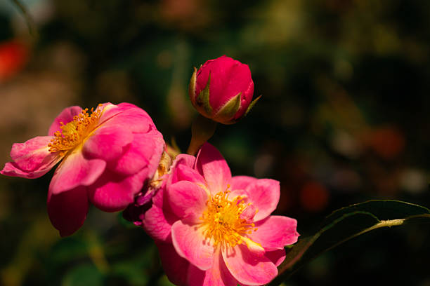 Pink rose in full bloom with golden stamens, set against a dark blurred background—vivid petals and soft greenery create elegant floral beauty