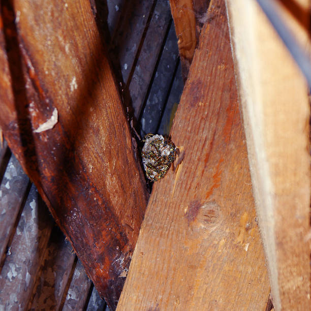 istock Wasp nest under roof inside house side view 2230133966