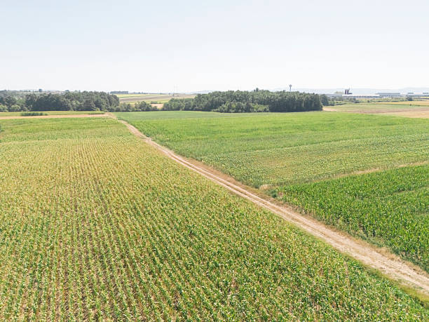 Green growing corn plantation