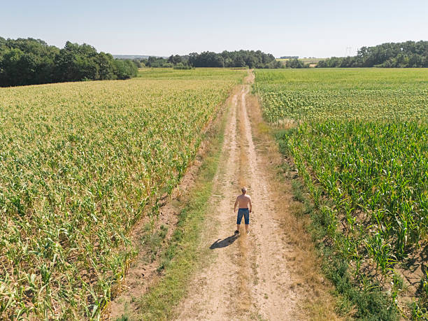 istock Growing corn agricultural field in summer 2230134317