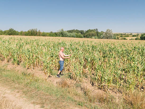 istock Growing corn agricultural field in summer 2230134329