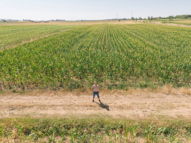 istock Growing corn agricultural field in summer 2230134350