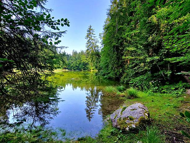 Im Wald - Wanderweg in den Alpen - Salzalpensteig