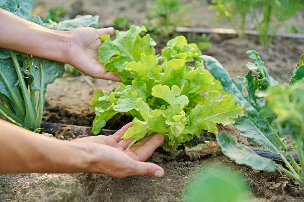 istock Plants of lettuce leaves grown in soil with drip irrigation using organic technologies 2230137282
