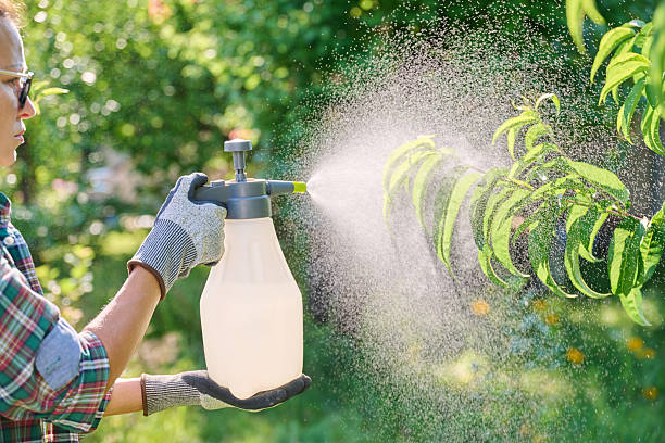 istock Female with garden sprayer spraying peach tree 2230137323