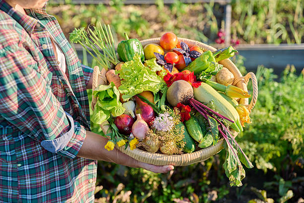 istock Basket with different fresh vegetables herbs in woman's hands outdoor 2230137552