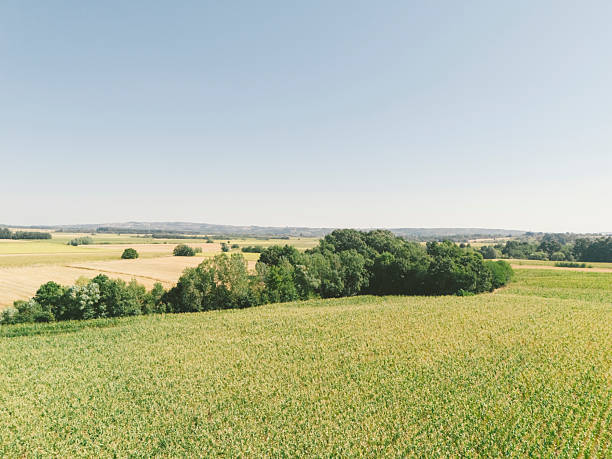Green growing corn plantation