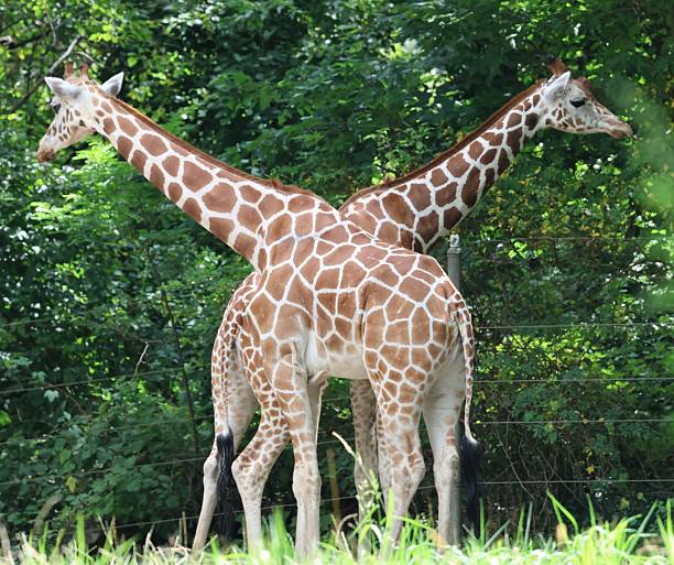 Closeup of a giraffe portrait Isolated on a White Background