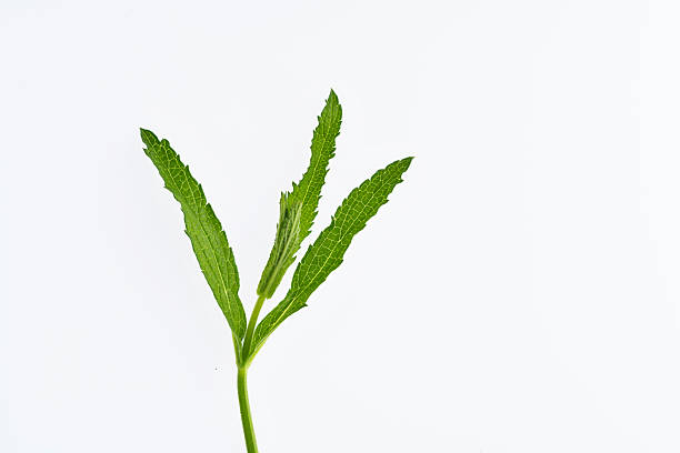 istock Brazilian verbena leaves on white background 2230139078